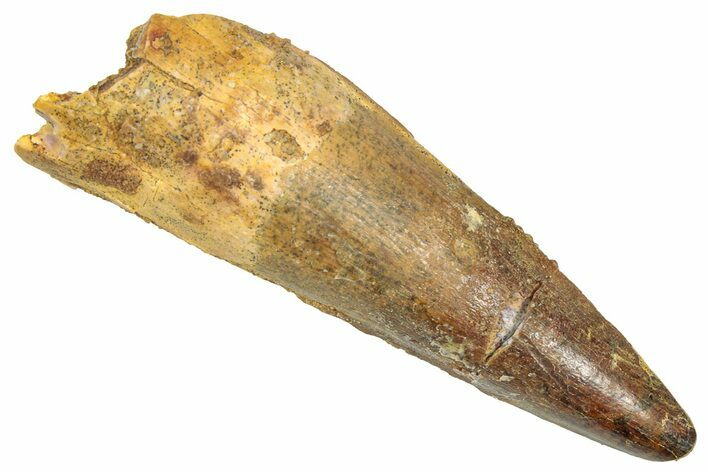 Fossil Spinosaurus Tooth - Real Dinosaur Tooth #357810